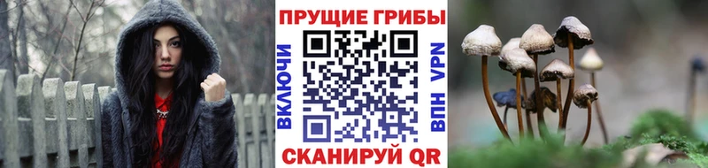 Псилоцибиновые грибы Psilocybine cubensis  закладка  Радужный 